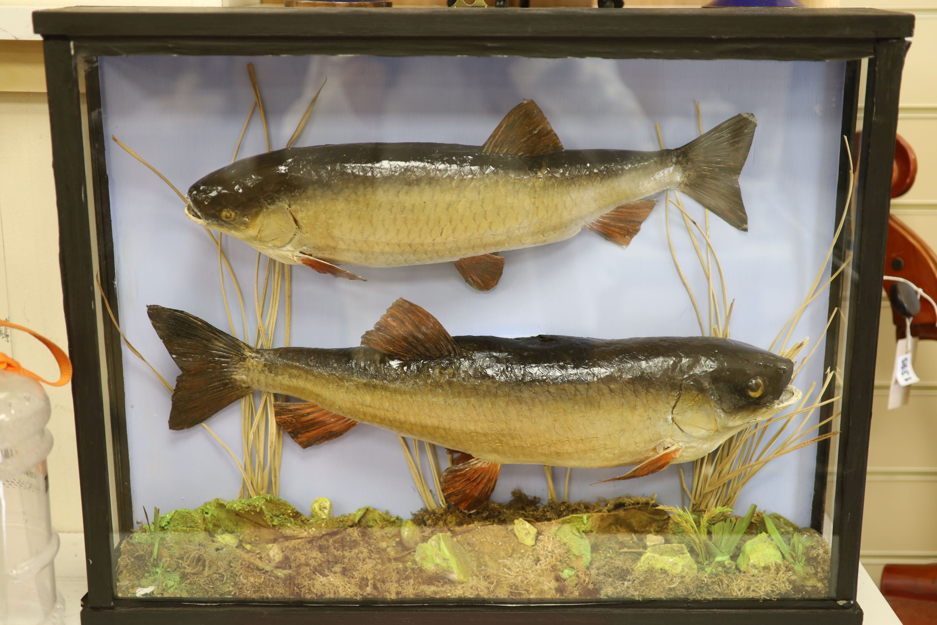 Two cased taxidermy carp in natural riverbed setting, overall length 61cm